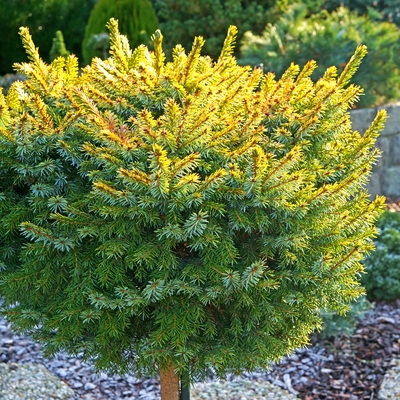 goldene, handveredelte Zwergfichte - Picea omorika 'Goldball' - gold/grün- nadelig