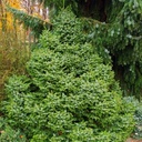handveredelte Zwergfichte - Picea omorika 'Nana' -  Zwergfichte silber/grün- nadelig