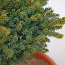 handveredelte Zwergfichte - Picea glehnii 'Chitosemaru' -  Zwergfichte silber/grün- nadelig