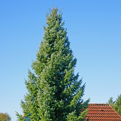 Serbische Fichte - Picea omorika - Serbische Fichte silber/grün- nadelig