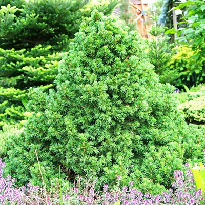 handveredelte Zwerg- Pyramidenfichte - Picea orientalis 'Losley' - orientalische Zwerg- Pyramidenfichte grün- nadelig
