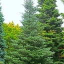 Silberlocken- Tanne - Abies koreana 'Silberlocke' - silberne Lockentanne silber/grün- nadelig