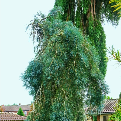handveredelte Hänge- Coloradotanne - Abies concolor 'Fagerhult' - Hänge- Coloradotanne silber/blau- nadelig