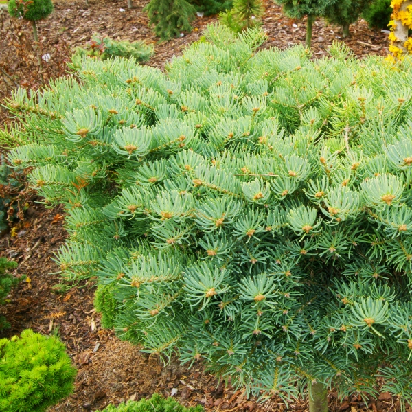 handveredelte Zwergtanne - Abies concolor 'Scooter' -  Zwerg- Coloradotanne silber/grün- nadelig