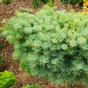 handveredelte Zwergtanne - Abies concolor 'Scooter' -  Zwerg- Coloradotanne silber/grün- nadelig