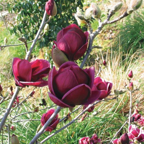 Magnolie 'Genie' 40-50cm