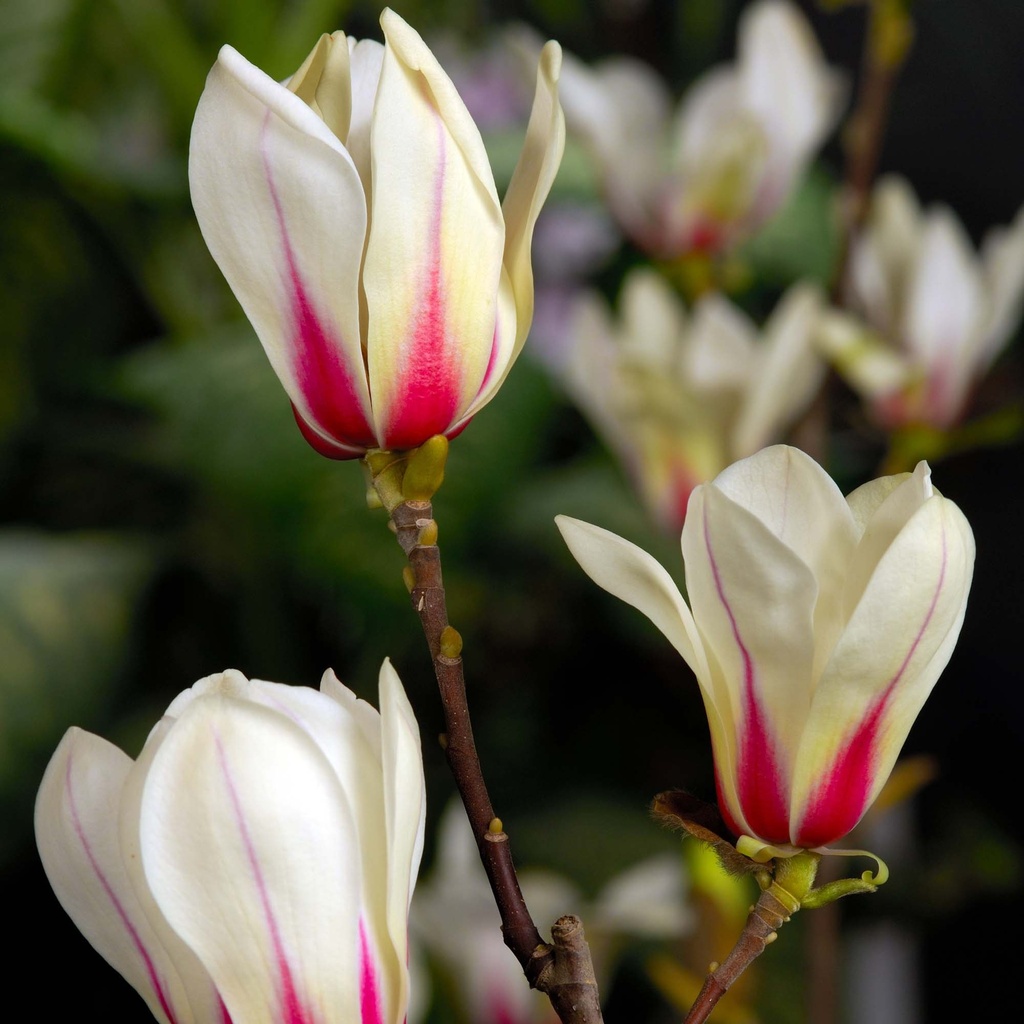 Magnolie 'Sunrise'