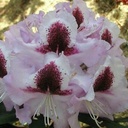 Rhododendron 'Alexis' 40-50cm
