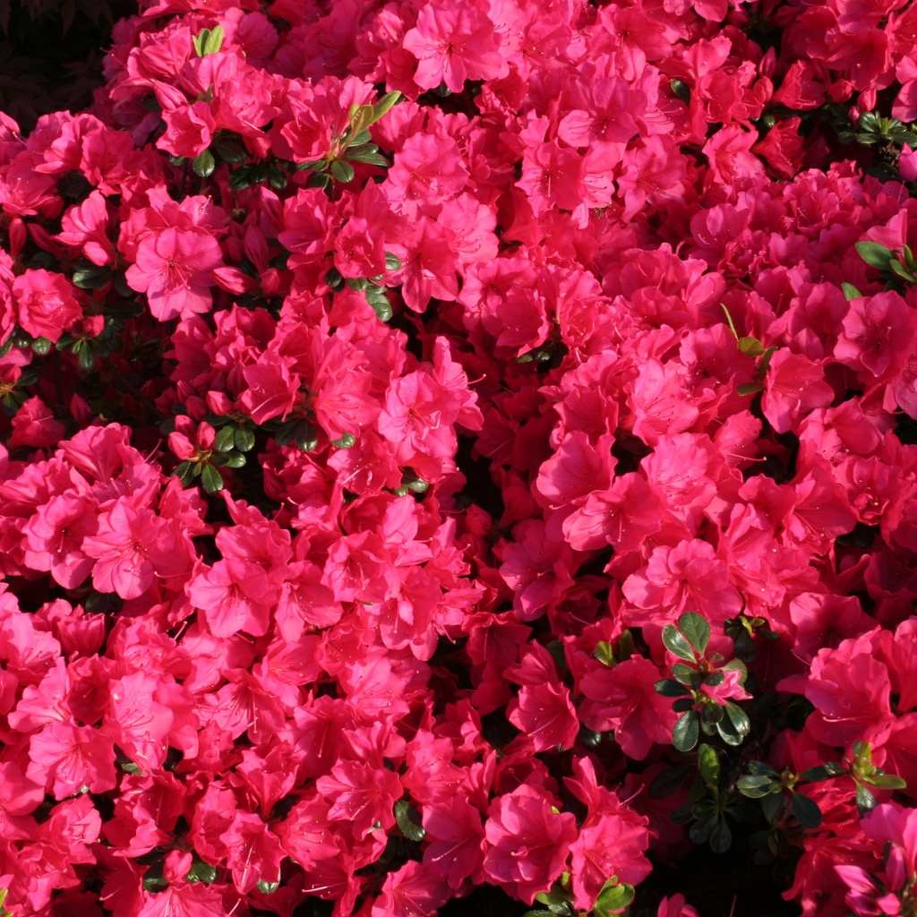 Japanische Azalee 'Canzonetta'