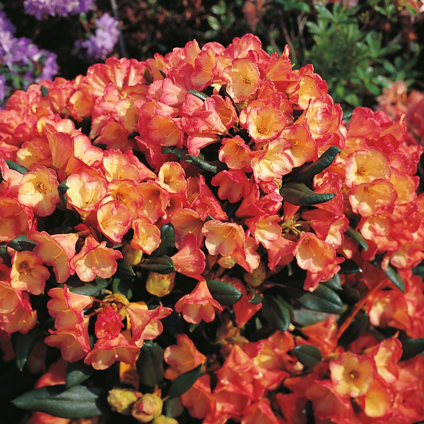 Rhododendron 'Barbarella'