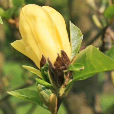 Magnolie 'Daphne'