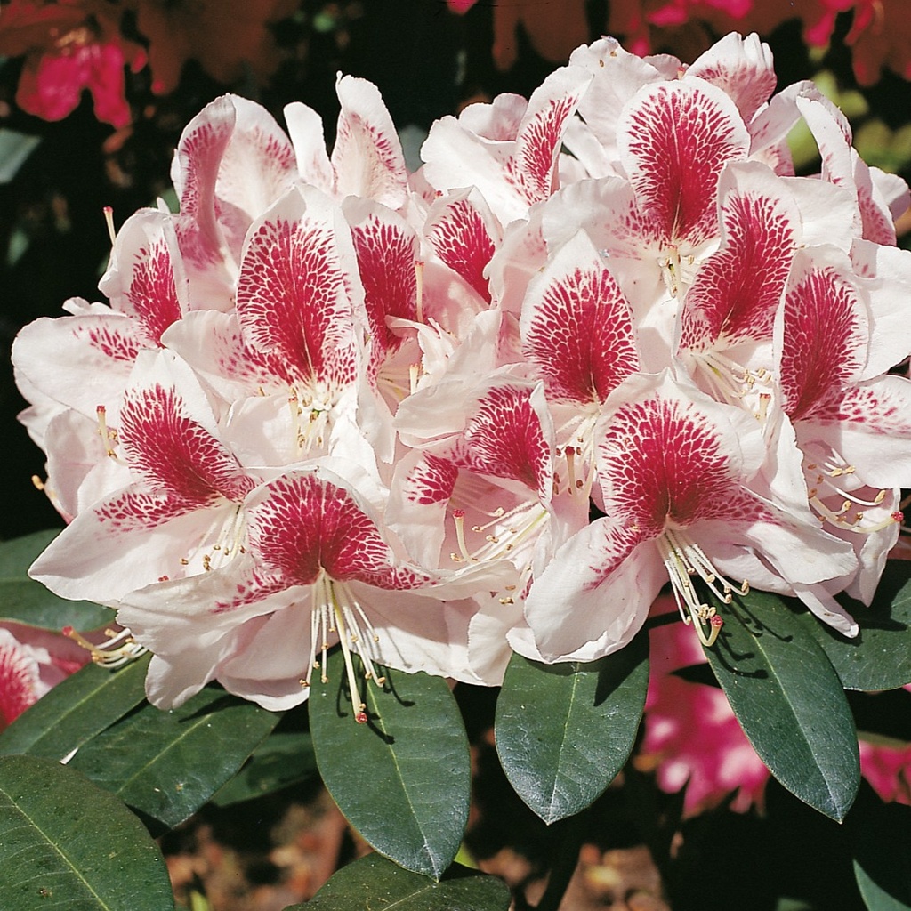 Rhododendron 'Belami'® 80-90cm