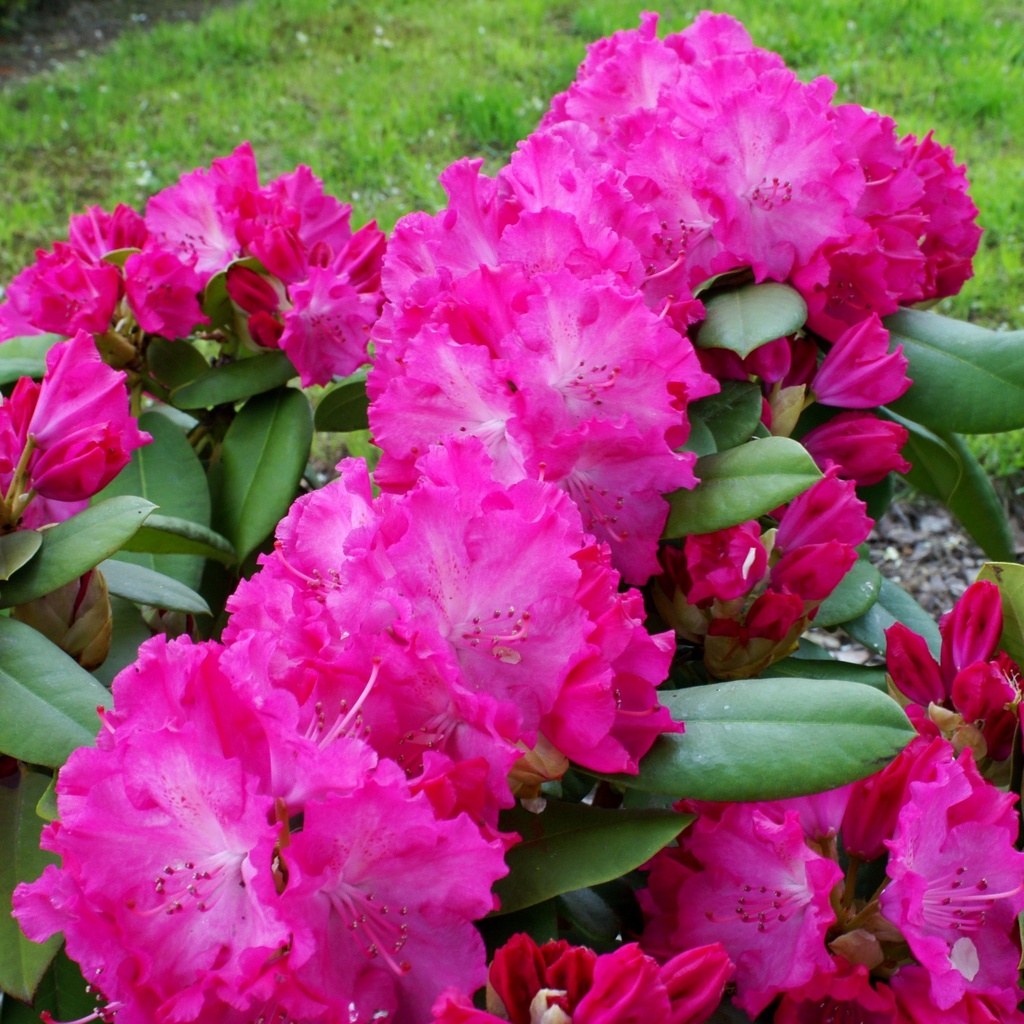Rhododendron 'Caruso'®