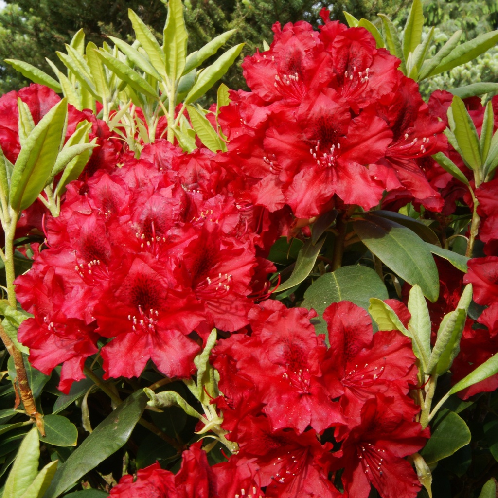 Rhododendron 'Erato' (S)