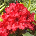 Rhododendron 'Erato' (S) 30-40cm