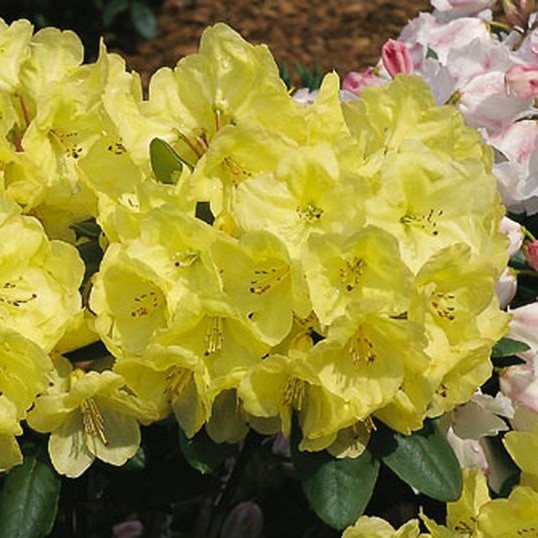 Rhododendron 'Goldinetta'®