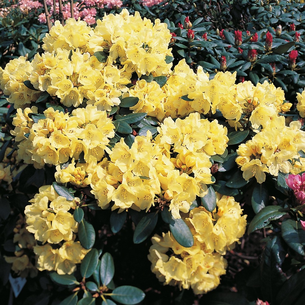 Rhododendron 'Goldkrone'®