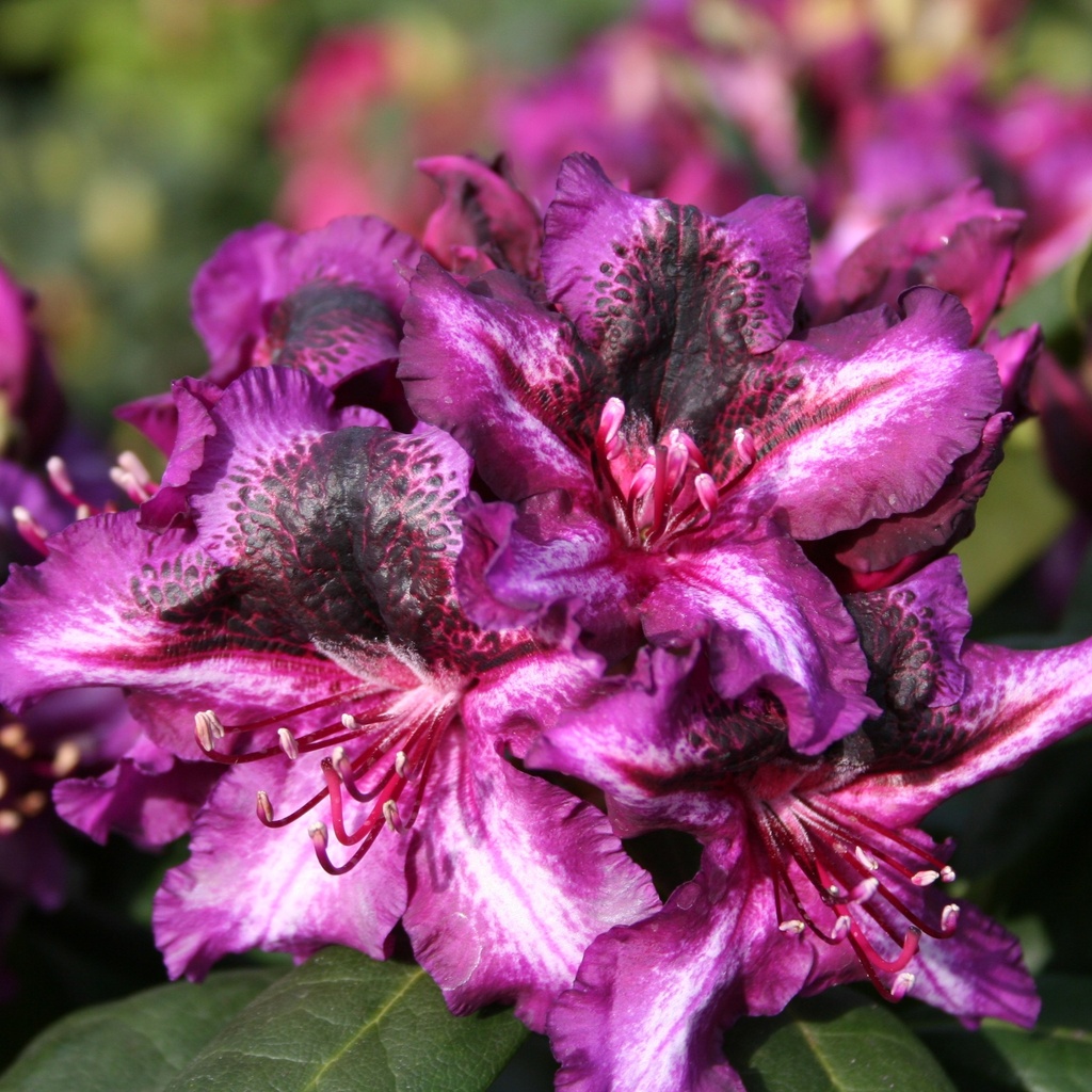 Rhododendron 'Gunter Dinger' INKARHO®