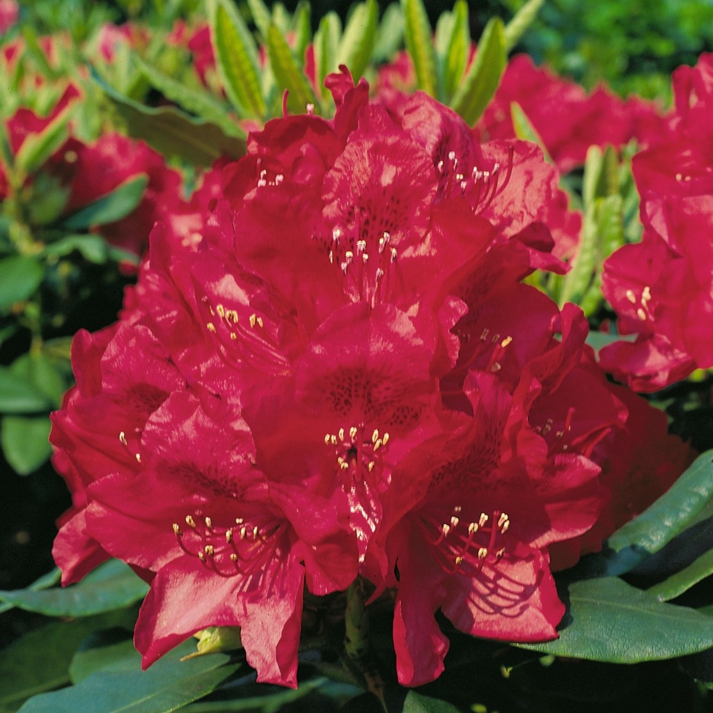 Rhododendron 'Hachmann's Feuerschein'(S) 40-50cm