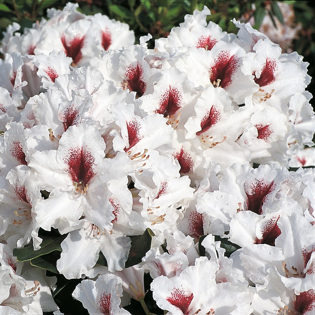 Rhododendron 'Hachmann's Picobello'® INKARHO®