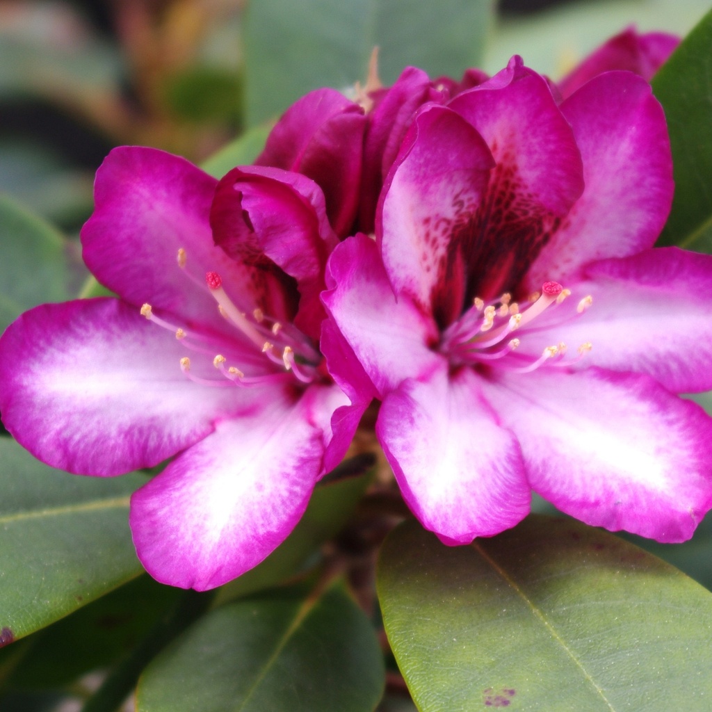 Rhododendron 'Hans Hachmann'®INKARHO®