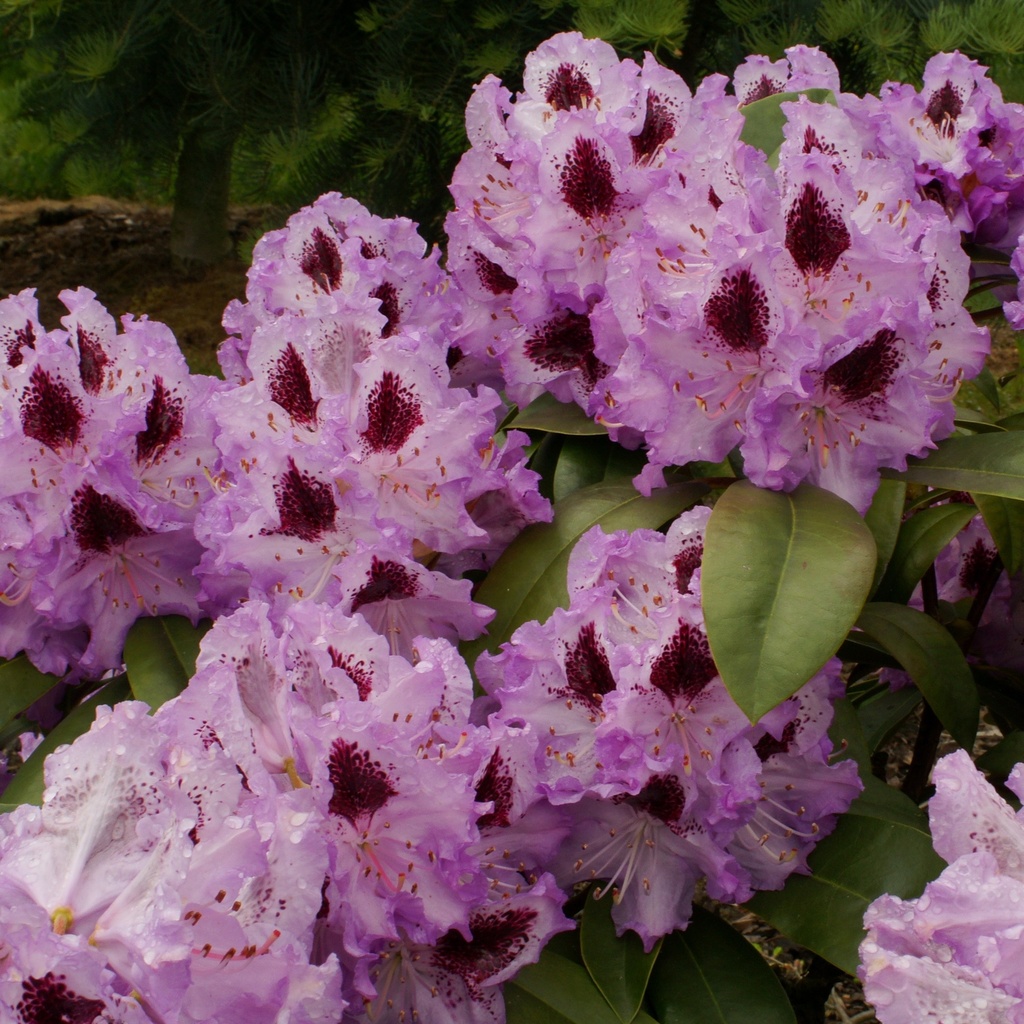 Rhododendron 'Kabarett'®