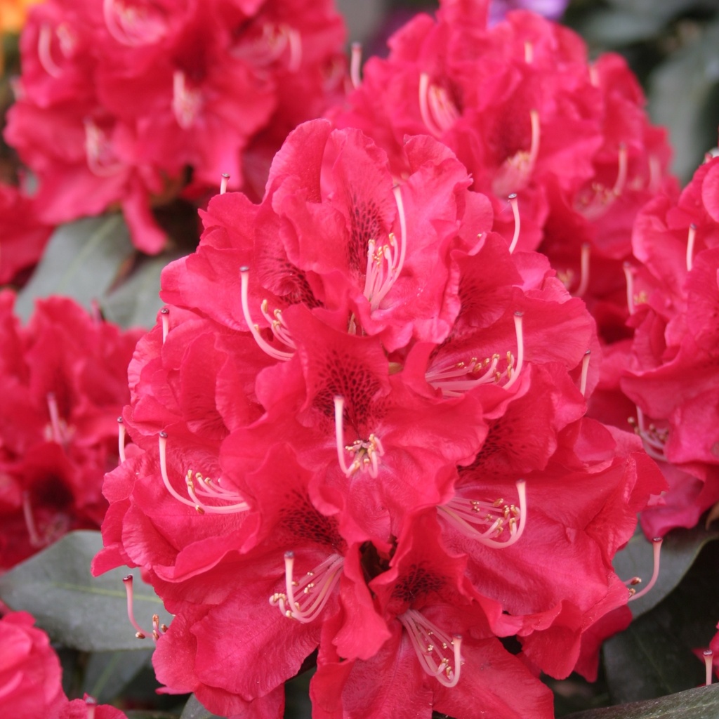 Rhododendron 'Karl Naue'