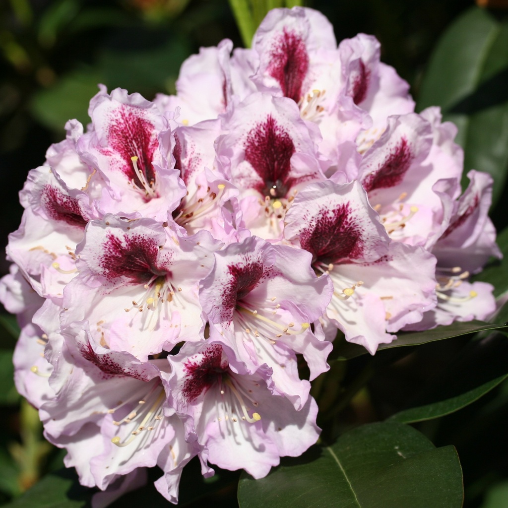 Rhododendron 'Maroon Sappho'