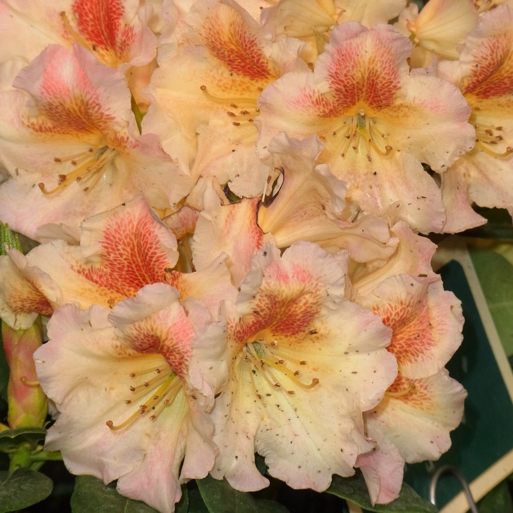 Rhododendron 'Marylou'
