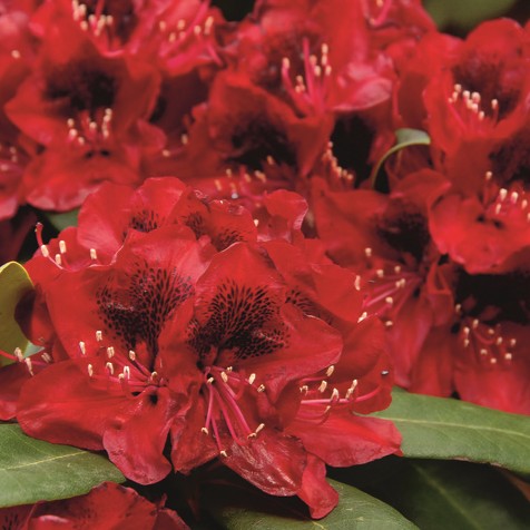 Rhododendron 'Matador'