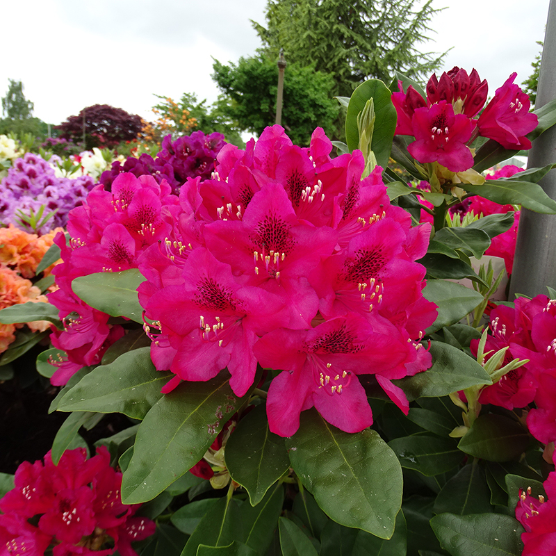 Rhododendron 'Nova Zembla' 70-80cm