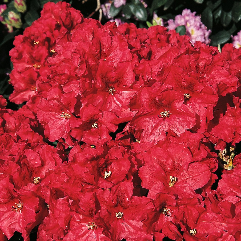 Rhododendron 'Rabatz'® 30-40cm