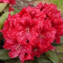 Rhododendron 'Rabatz'® 30-40cm