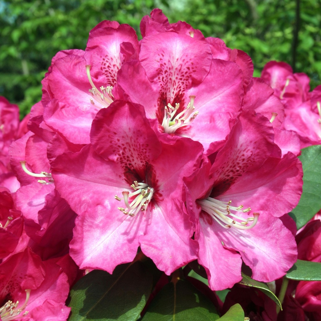 Rhododendron 'Veronika'