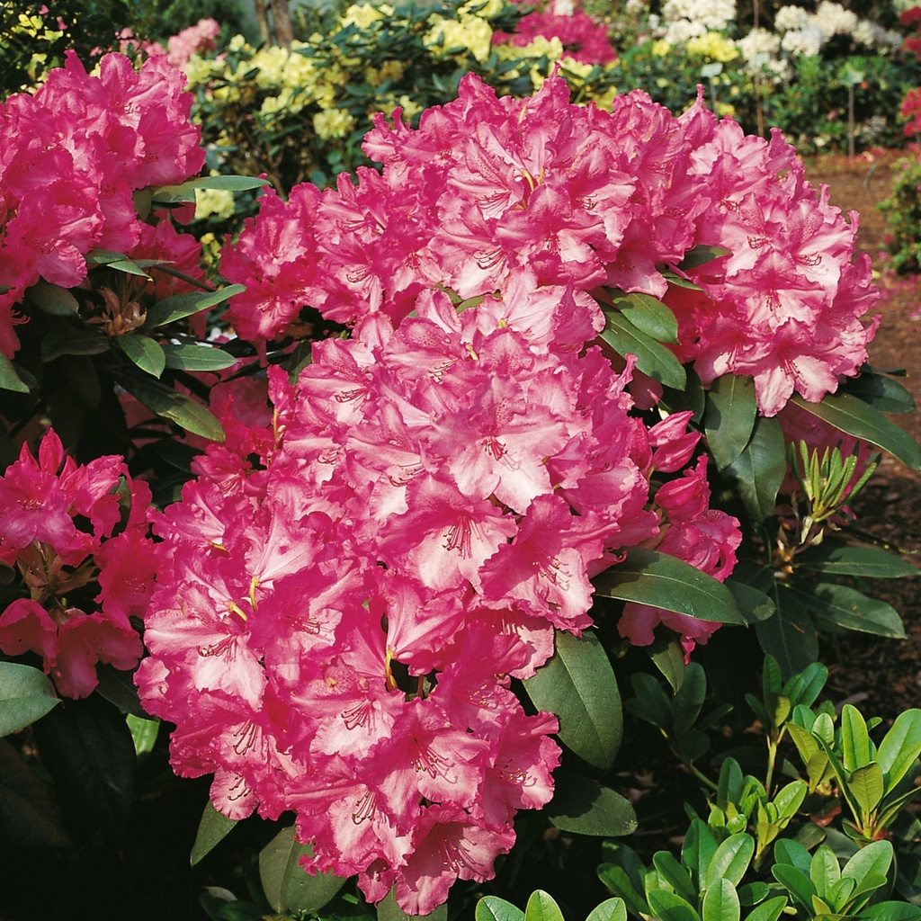 Rhododendron 'Walküre'®
