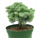 handveredelte Zwergtanne - Abies concolor 'Kings Gap' -  Zwerg- Coloradotanne blau- nadelig 20- 25cm