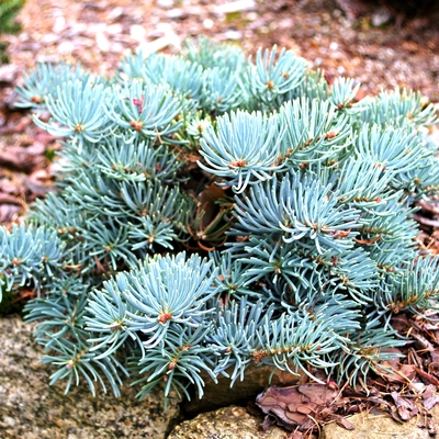 handveredelte Zwergtanne - Abies concolor 'Kings Gap' -  Zwerg- Coloradotanne blau- nadelig
