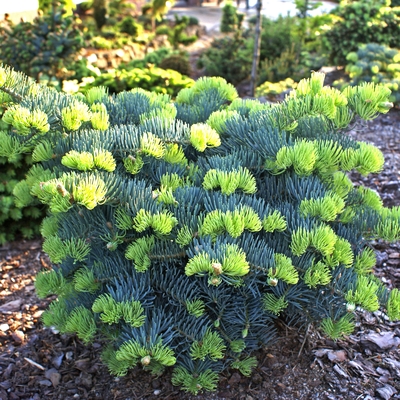 handveredelte Strauchtanne - Abies concolor 'La Veta' -  Strauch- Coloradotanne silber/grün- nadelig