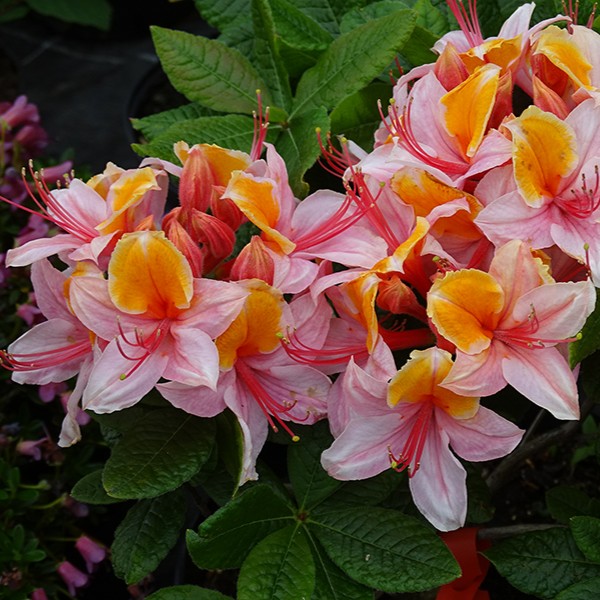 Laubabwerfende Azalee 'Clyde'