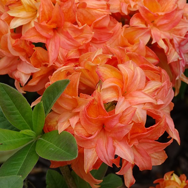 Laubabwerfende Azalee 'Gena Mae'