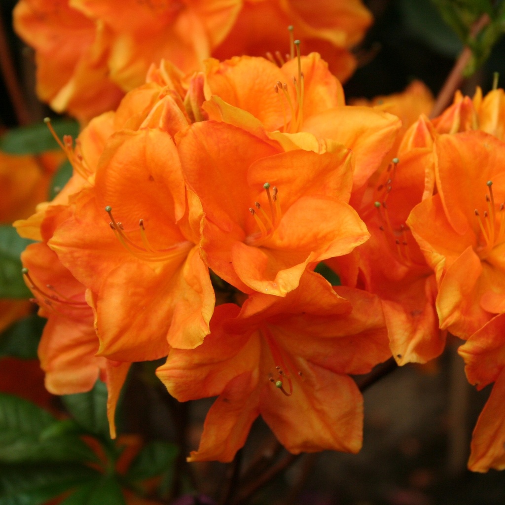 Sommergrüne Azalee 'Goldköpfchen'