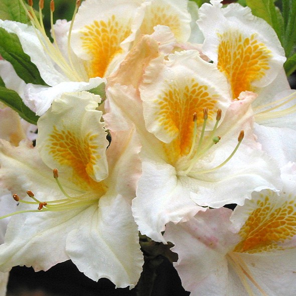 Sommergrüne Azalee 'Möwe'