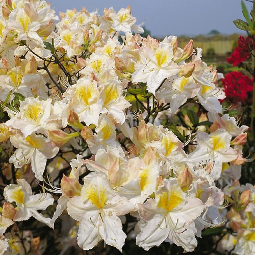 Laubabwerfende Azalee 'Schneegold' 40-50cm