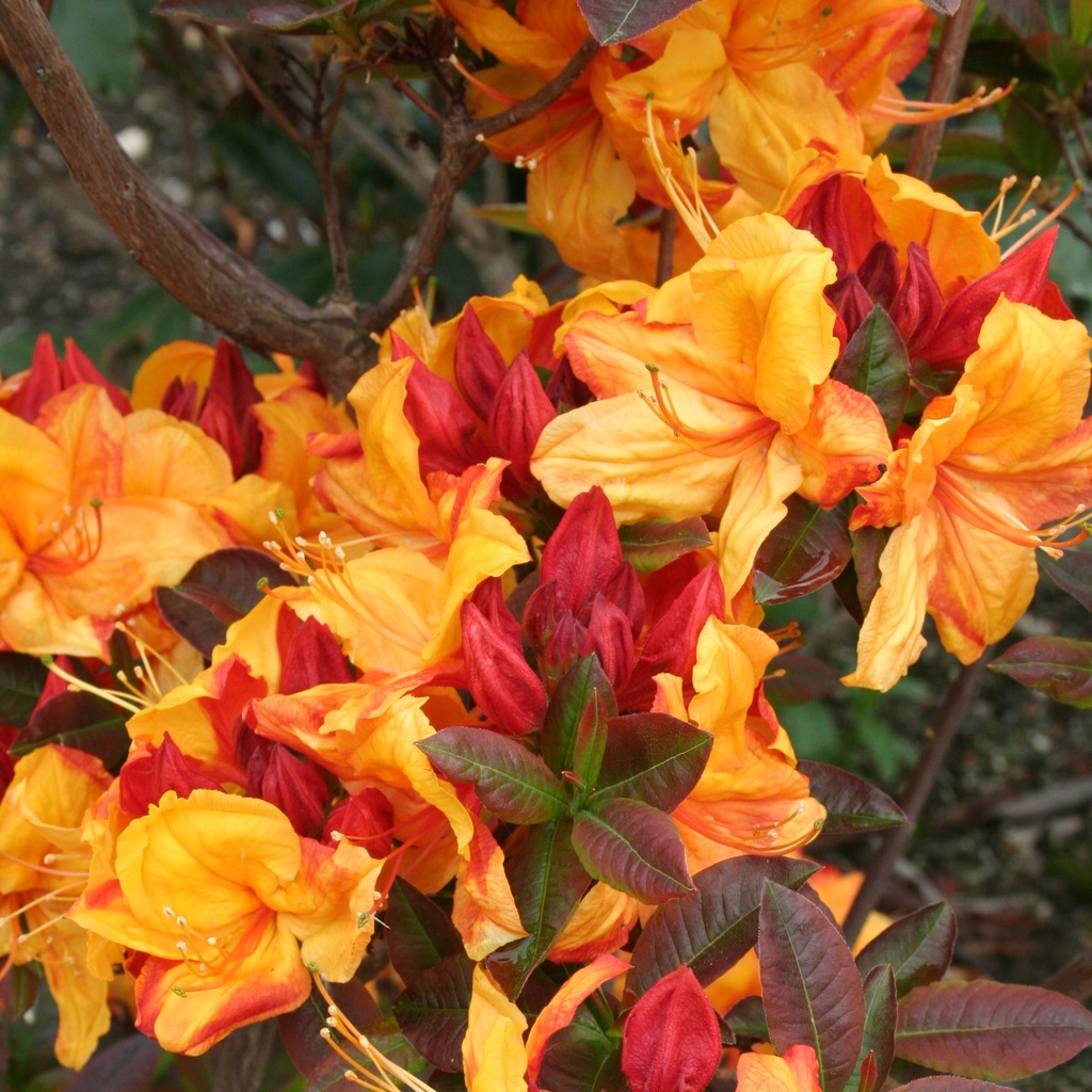 Sommergrüne Azalee 'Sonnenstar'