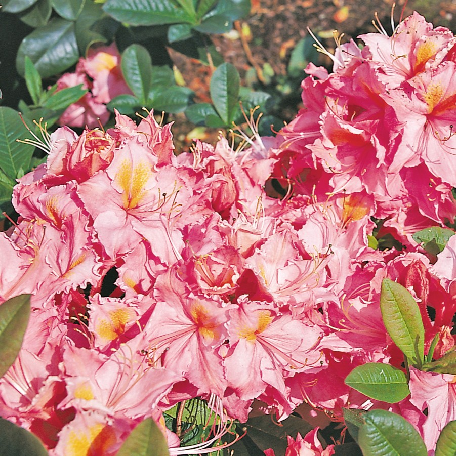 Laubabwerfende Azalee 'Stefanie'