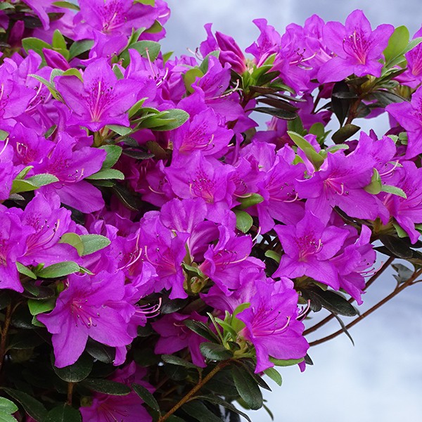 Japanische Azalee 'Lady Dark'