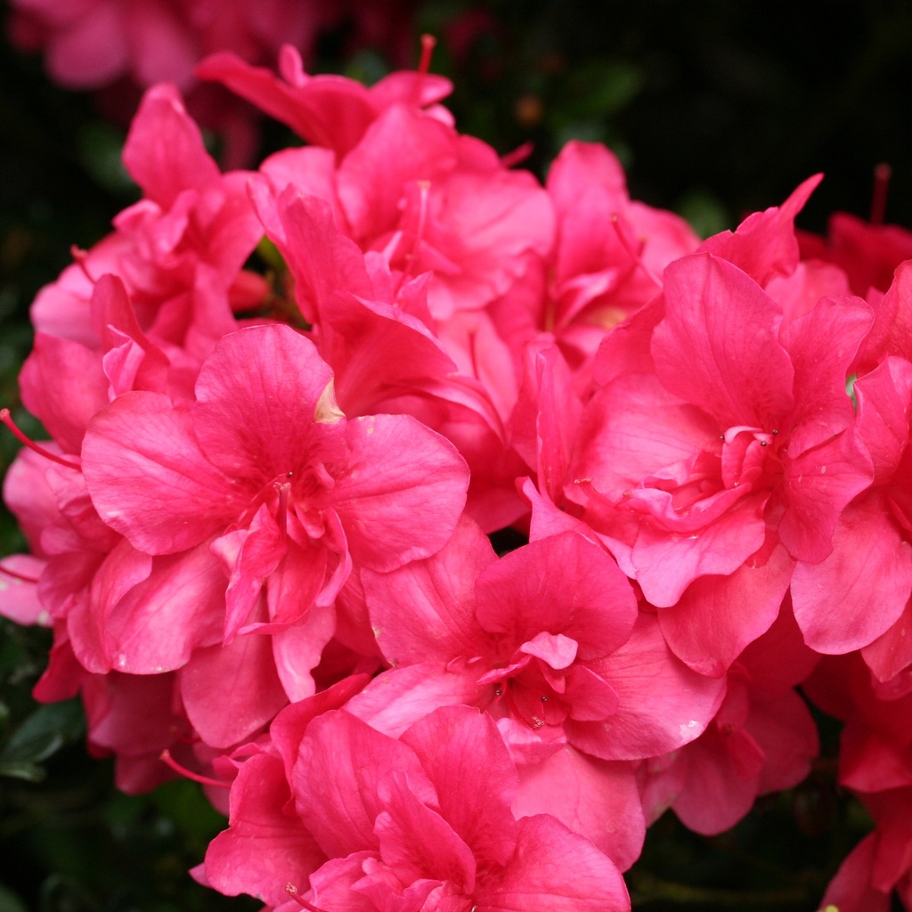 Japanische Azalee 'Maraschino'®