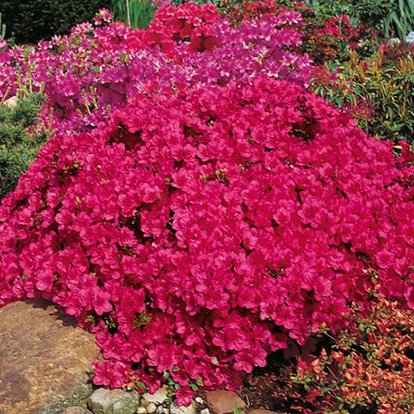 Japanische Azalee 'Purpurkissen'