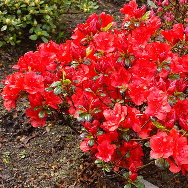 Japanische Azalee 'Red Lady'