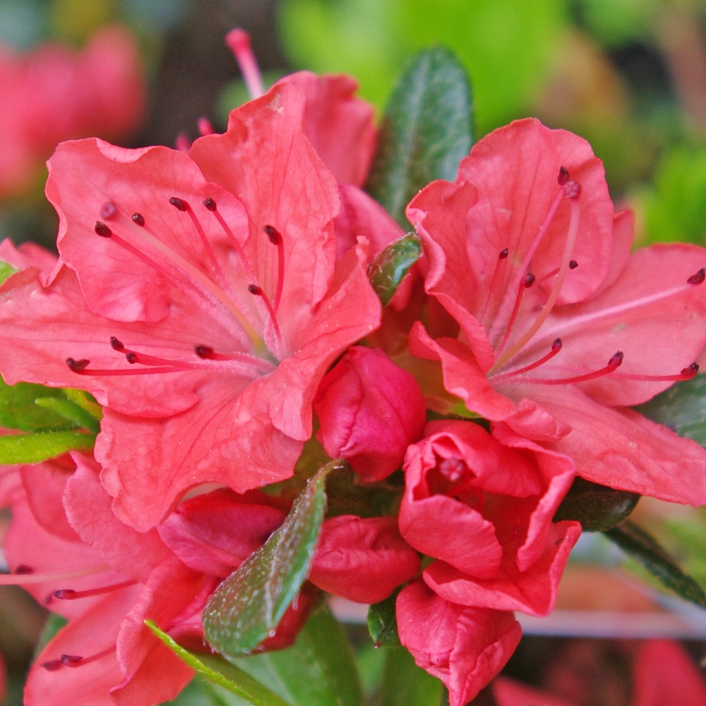 Japanische Azalee 'Satschiko'(Geisha Orange®)